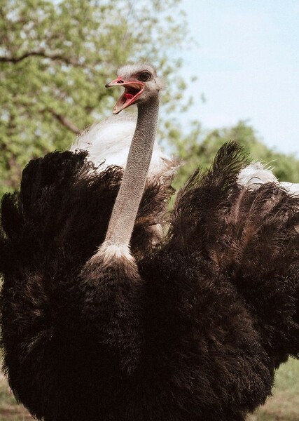 Ostrich photo