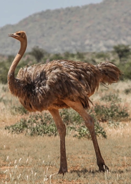 Ostrich photo