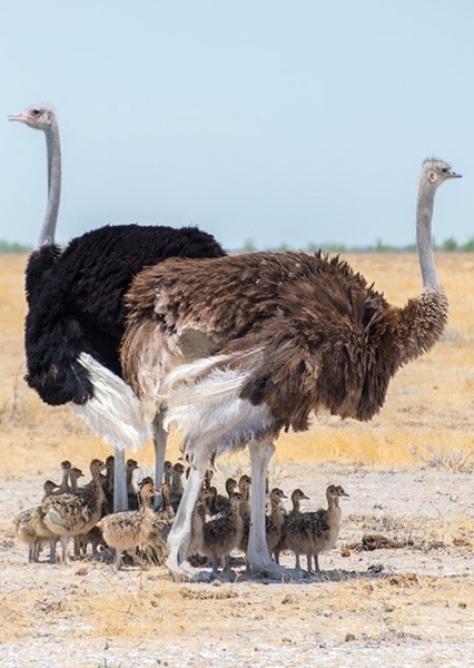 Ostrich photo