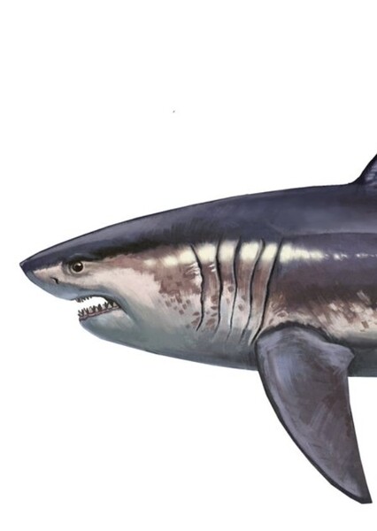Otodus Chubutensis