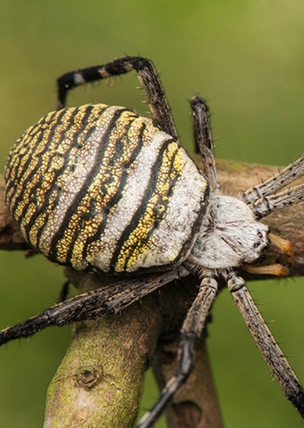 Oval St Andrew's Cross Spider