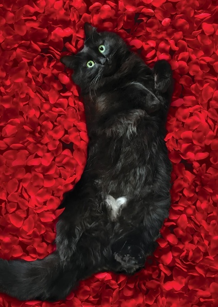 Owlkitty