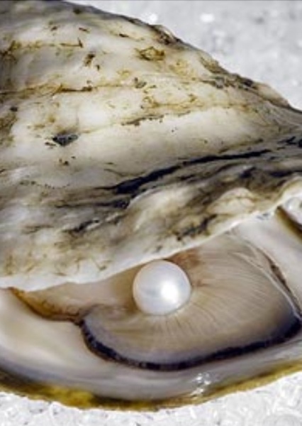Oyster
