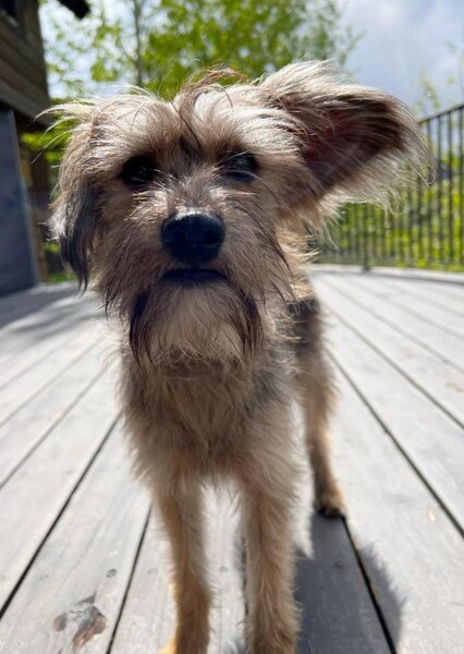 Ozu the Dog photo
