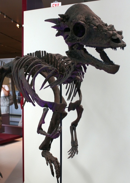 Pachycephalosaurus photo