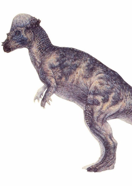 Pachycephalosaurus photo