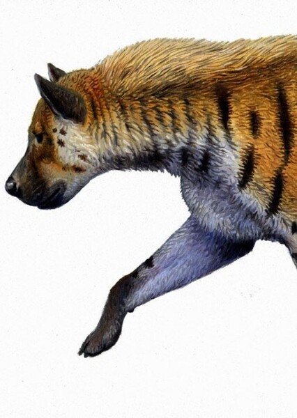 Pachycrocuta