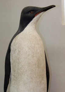Pachydyptes