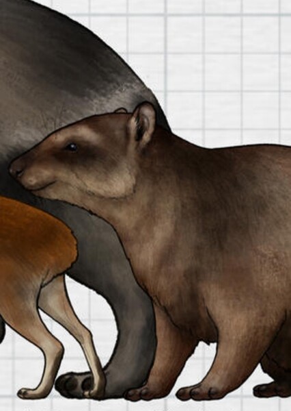 Pachyhyrax