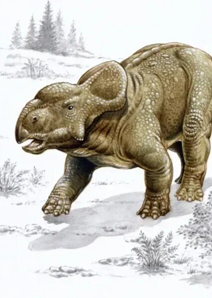 Pachyrhinosaurus