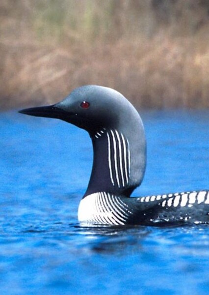 Pacific Loon