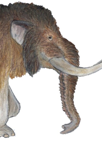 Pacific Mastodon