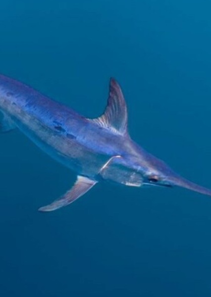 Pacific Swordfish