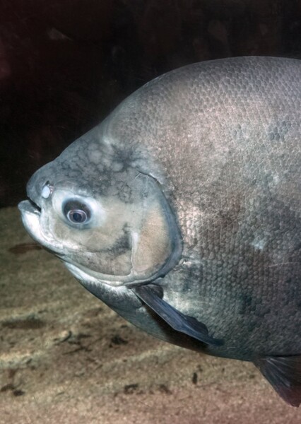 Pacu (Fish)