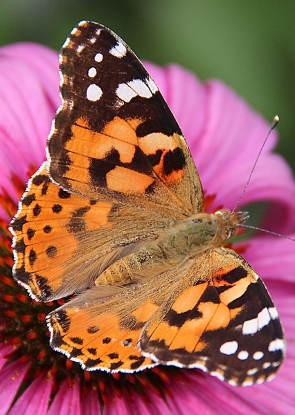 Painted Lady Butterfly