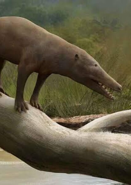 Pakicetus photo