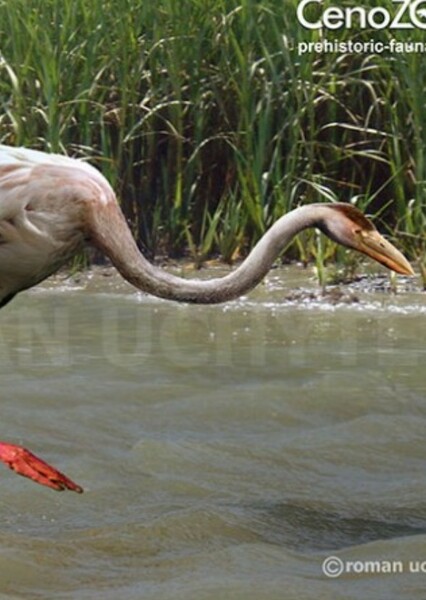 Palaelodus