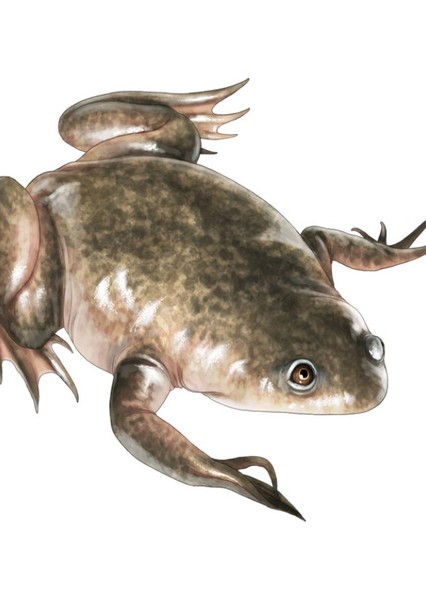 Palaeobatrachus photo