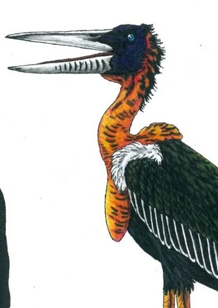 Palaeoephippiorhynchus