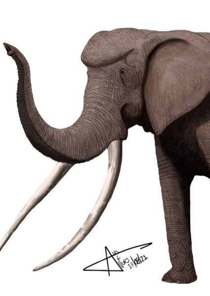Palaeoloxodon photo