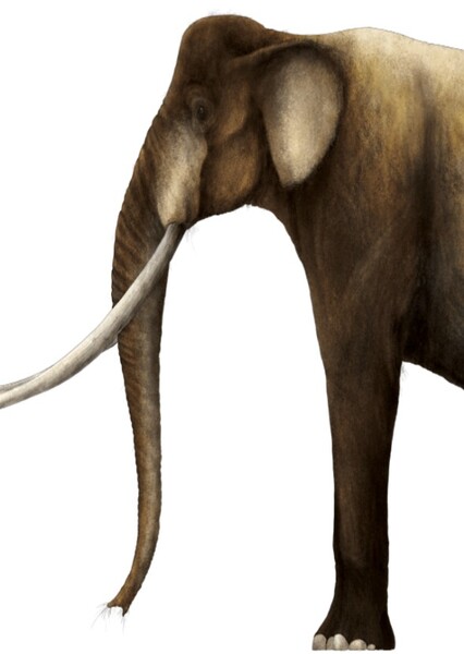 Palaeoloxodon