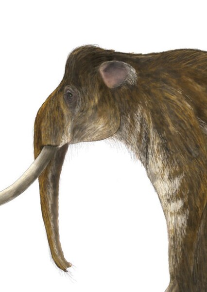 Palaeoloxodon falconeri photo
