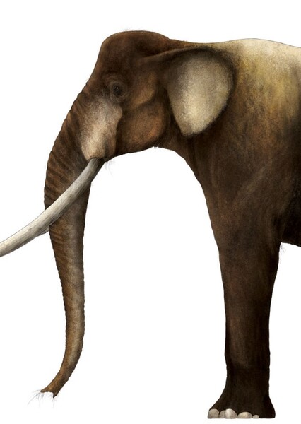 Palaeoloxodon namadicus photo