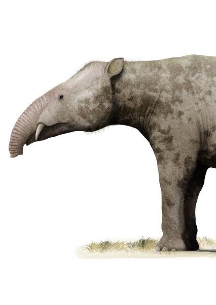 Palaeomastodon