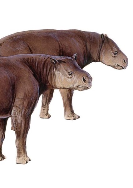 Palaeosyops