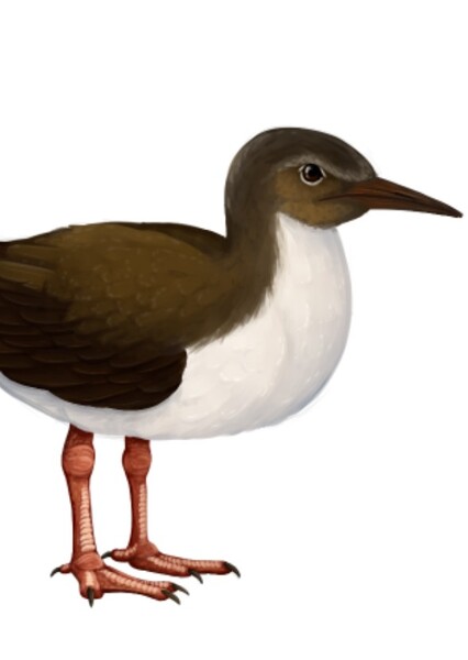 Palaeotringa