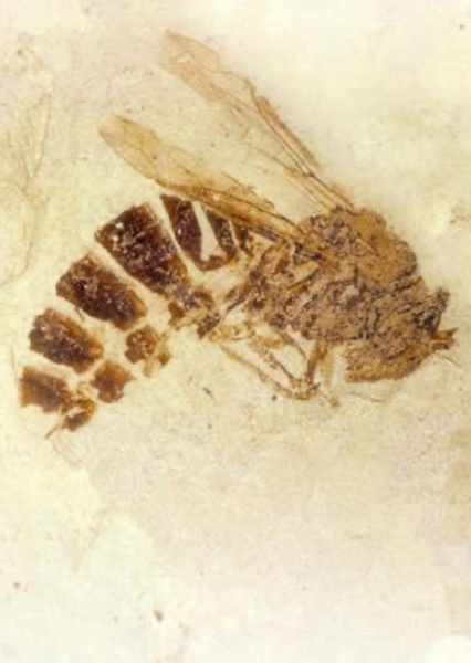 Palaeovespa