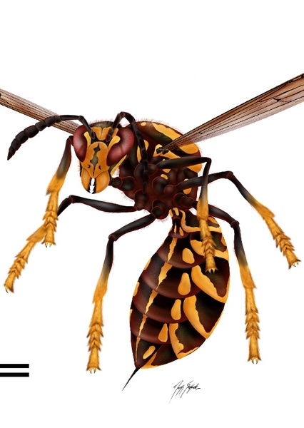 Palaeovespa photo