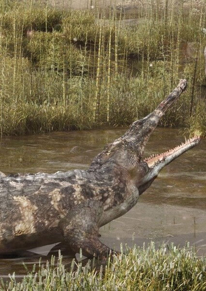 Paleorhinus