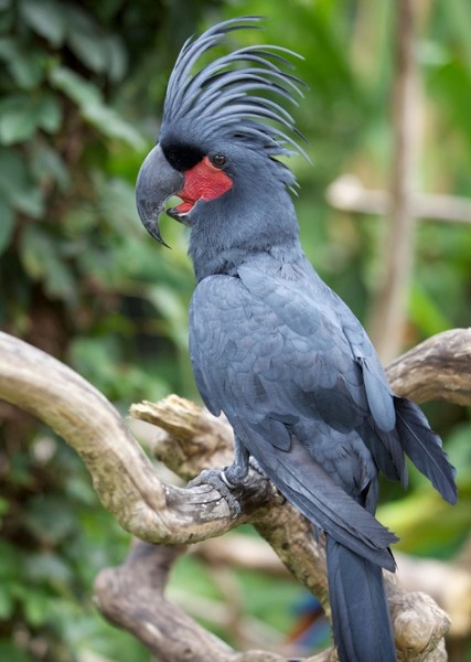 Palm Cockatoo