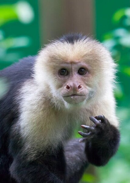 Spike the monkey