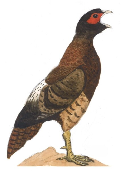 Panraogallus