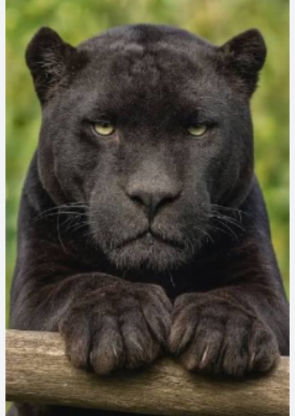 Panther Sound Effects