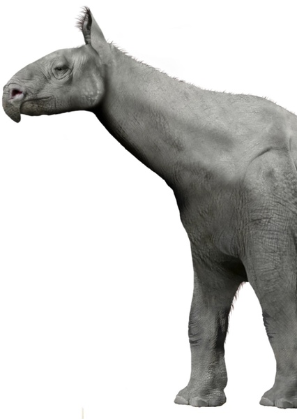 Paraceratherium photo