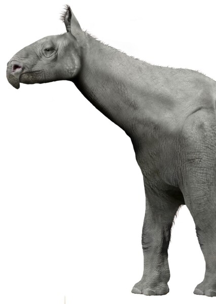 Paraceratherium photo