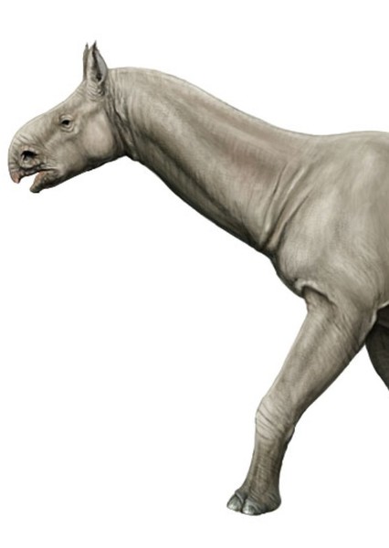 Paraceratherium photo