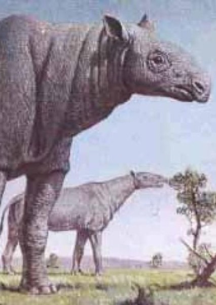 Paraceratherium photo