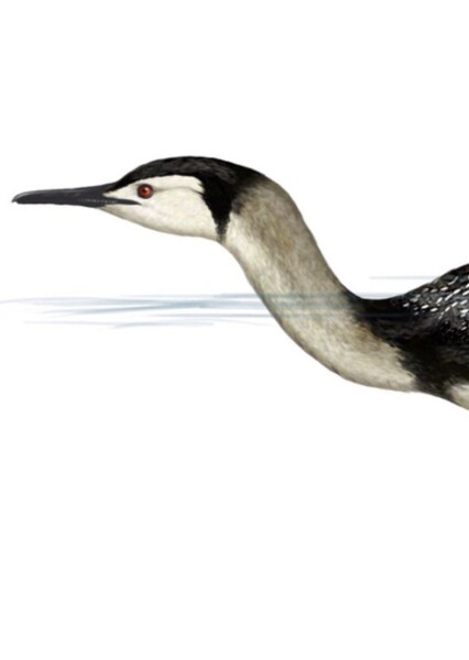 Parahesperornis