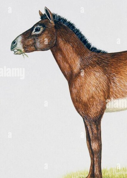 Parahippus