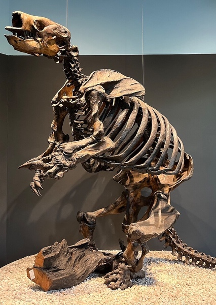 Paramylodon photo
