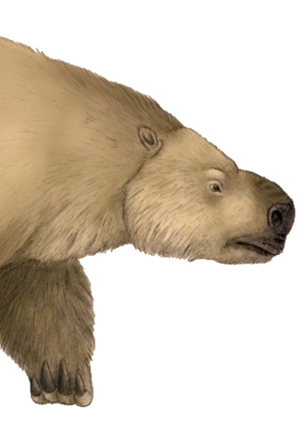 Paramylodon photo