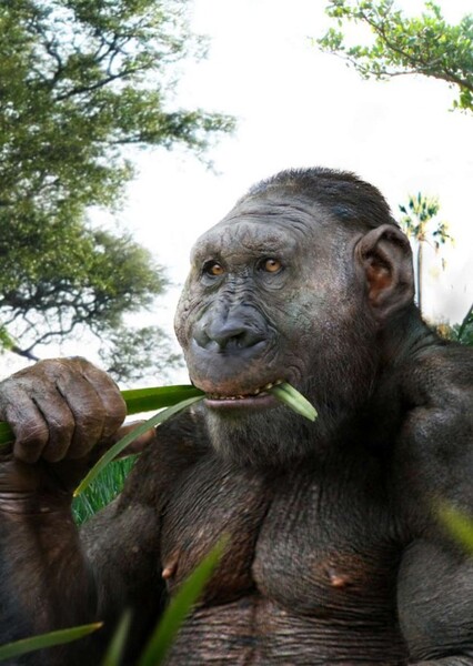 Paranthropus photo