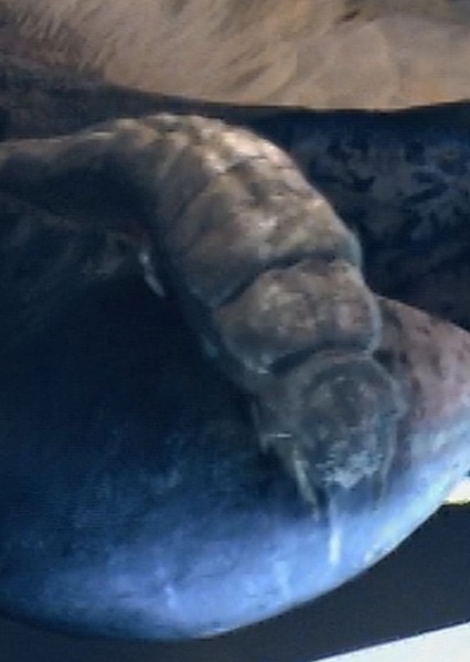 Parasite (Primeval)