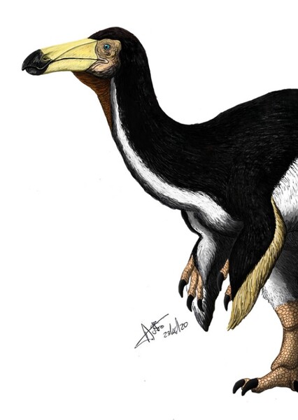Paraxenisaurus