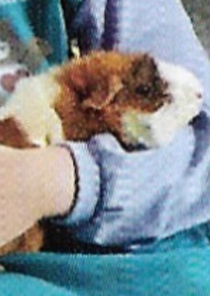 Parsley (American Girl)
