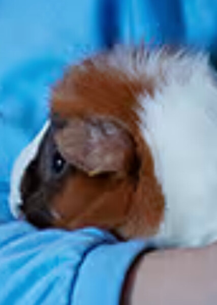 Parsley (American Girl) photo